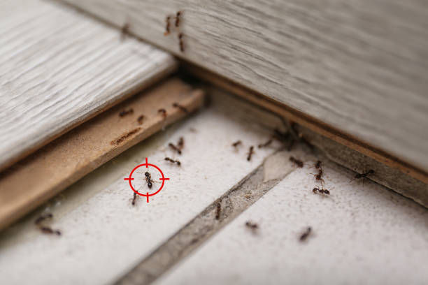Best Local Pest Control Services  in Silver Lake, OH