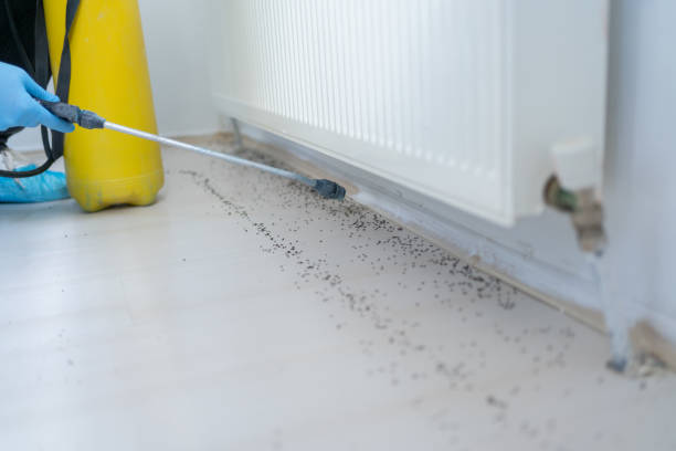 Best Flea Control Services  in Silver Lake, OH